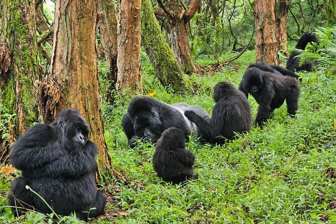 Un tiers des gorilles de montagne du monde vivent sous le mont Mikeno, dans le parc national des Virunga