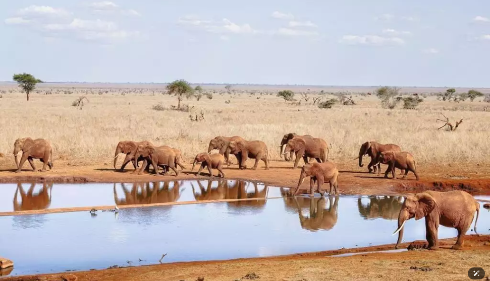 Au Kenya, les abeilles viennent à la rescousse des habitants pour éloigner les éléphants