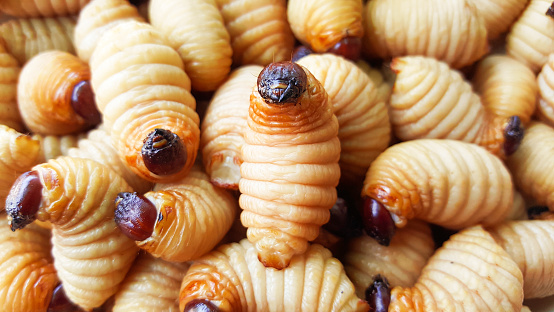 Les larves de charançons du palmier comestibles (Rhynchophorus phoenicis) constituent un trésor nutritionnel dont 100 grammes (soit une vingtaine) font 225 calories